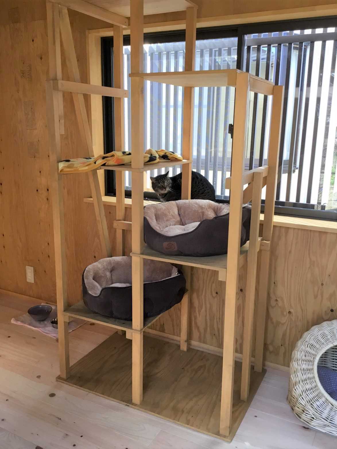 最愛の猫たちが　安心してのびのび遊べる空間