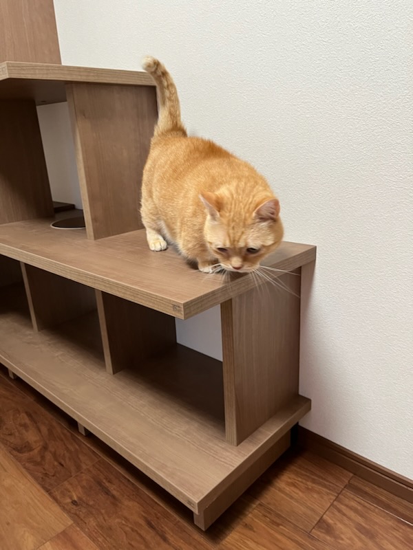 収納だけじゃない！愛猫たちが遊べるシェルフで 楽しめる空間に